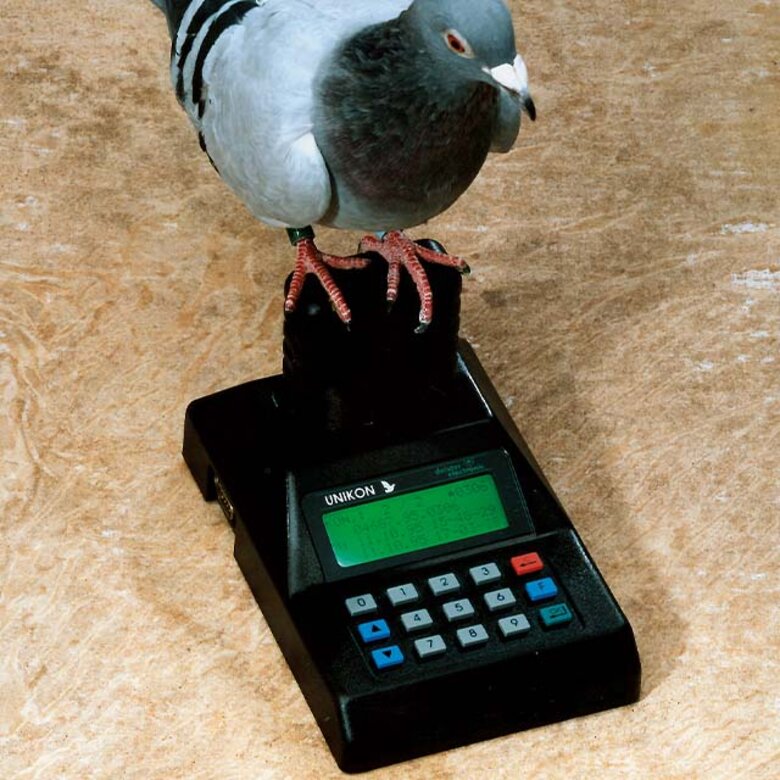 1995 UNIKON pigeon racing Pigeon sitting on UNIKON product